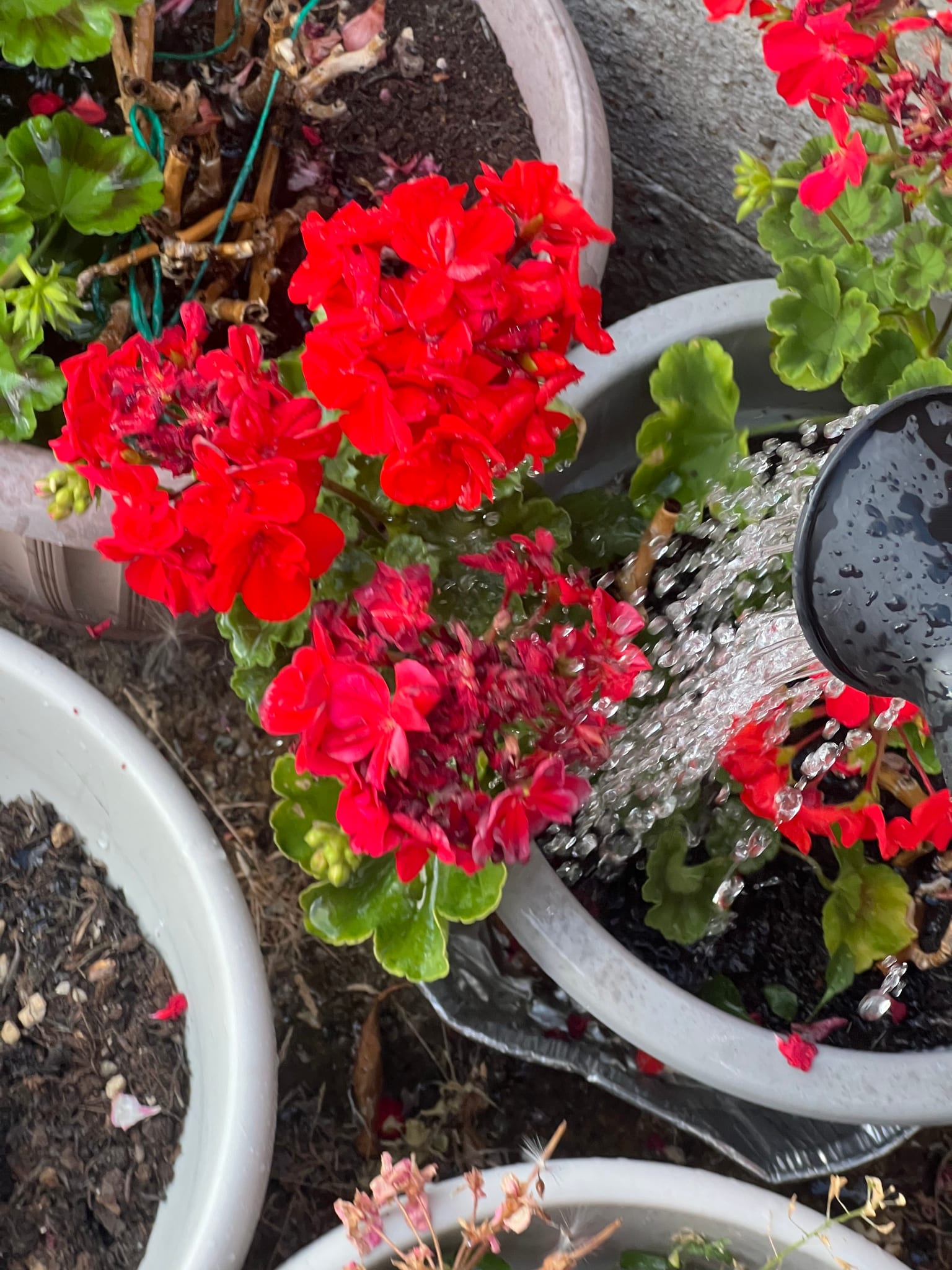 Red geraniums (Pelargoniums) adding a touch of colour to the summer garden. #PinkGeranium #Pelargonium #SummerGarden #GardenLovers #FloweringPlants #GardeningCommunity — Manju Manoj Varier